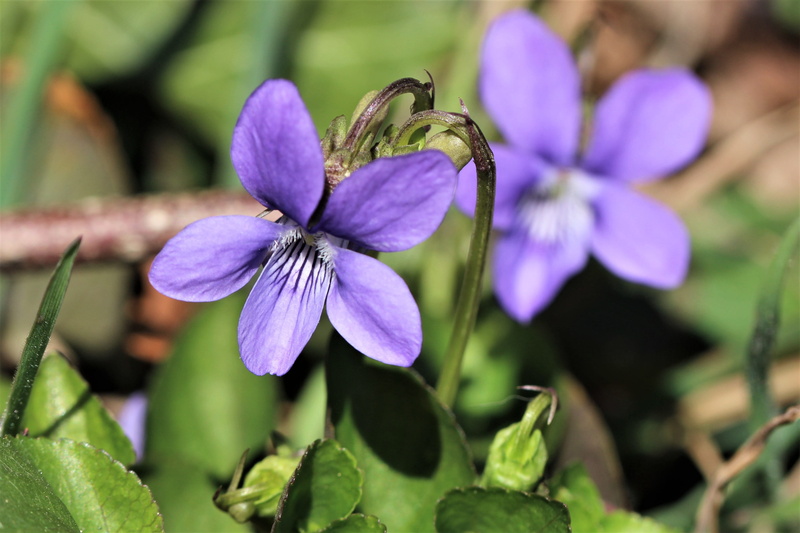 4K, petal, inflorescence, no people, day, focus on foreground, springtime, flower, growth, selective focus, close-up, forest, harbinger of spring, blue