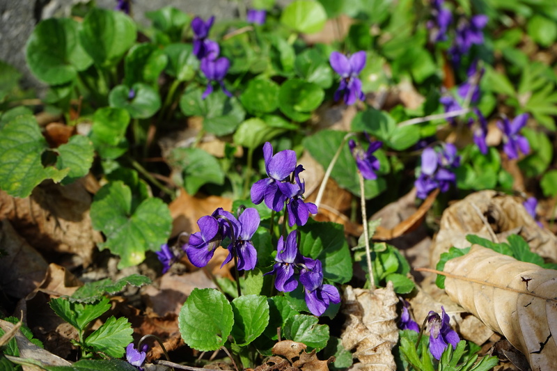 violaceae, flowering plant, 5K, violet plant, viola odorata, viola reichenbachiana, forest, purple, smell, spring, focus on foreground, freshness, viola