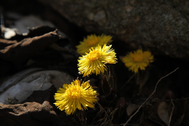 day, outdoors, botany, inflorescence, harbinger of spring, focus on foreground, spring awakening, 5K, vulnerability, plant, flowering plant, land, nature
