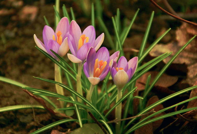 nature, fragility, vulnerability, flowers, flower head, plant, inflorescence, bloom, day, iris, freshness, four, petal, flower, field, garden, harbinger of spring