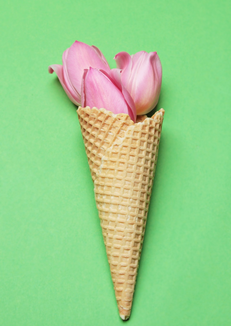 beautiful, colored background, healthy eating, greeting, three, flowers, tulips pink, no people, ice cream cone, cone, directly above, green color, bloom