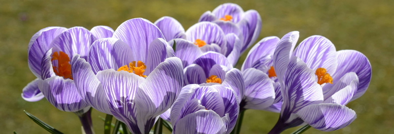 focus on foreground, harbinger of spring, springtime, inflorescence, spring flower, botany, flowering plant, flowerbed, spring, day, purple, crocus, freshness