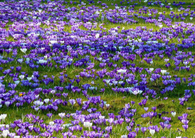 field, nature, flowerbed, day, harbinger of spring, no people, spring, full frame, abundance, freshness, growth, purple, outdoors, flowering plant, close-up