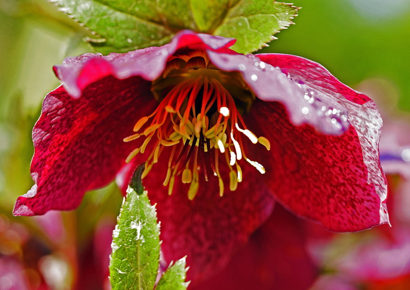 petal, nature, march, flower head, beauty in nature, red, no people, bloom, inflorescence, freshness, day, close-up, flower, stamens, lush, drop of water