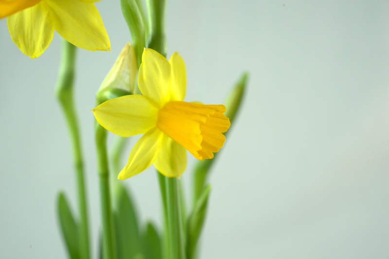 bloom, fragility, harbinger of spring, flower, green color, bouquet, blossom, spring, yellow, vulnerability, studio shot, close-up, beauty in nature, indoors