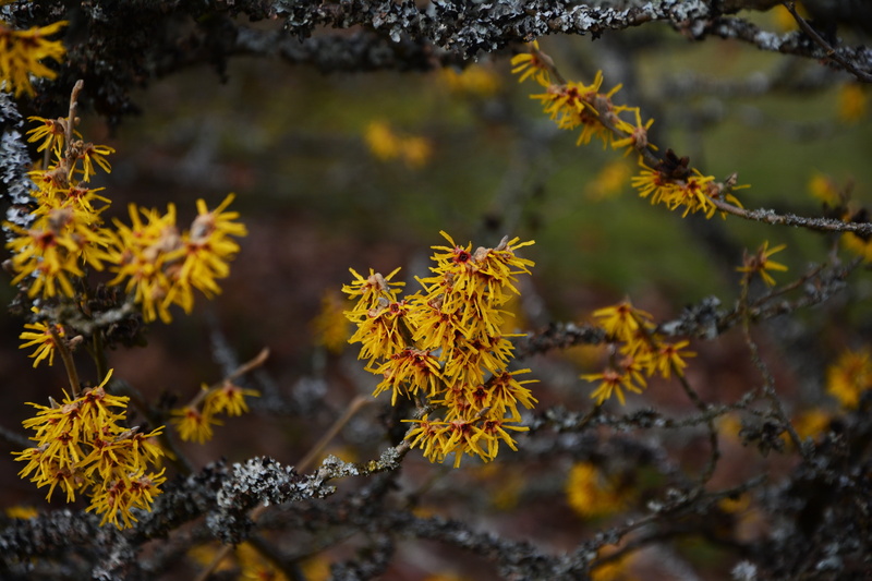 branch, maple leaf, february, no people, autumn collection, change, yellow, harbinger of spring, leaf, plant, spring, garden, beauty in nature, day, outdoors