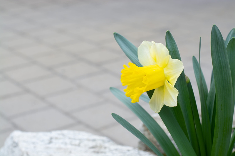 yellow, focus on foreground, white color, petal, bloom, spring, close-up, fragility, inflorescence, harbinger of spring, 2K, flower head, close up, vulnerability