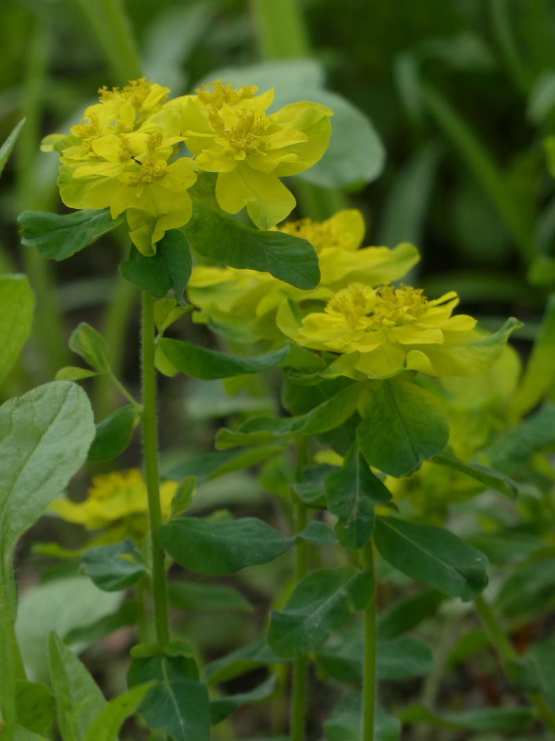 spurge family, inflorescence, leaf, hell money, yellow, euphorbia epithymoides, lemon, multi coloured spurge, colorful milkweed, day, vulnerability, no people