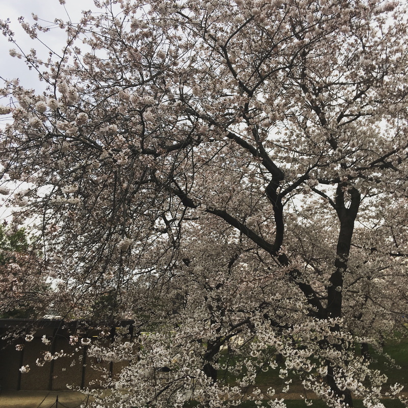 blossom, flower, vulnerability, sky, cherry tree, nature, branch, growth, plant, cherry blossom, outdoors, 2K, washington, spring, tree, united states