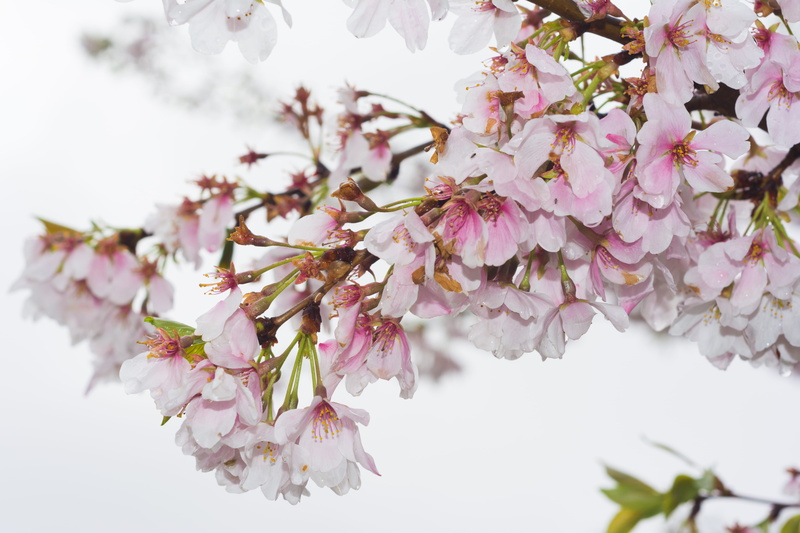branch, national mall, flowering plant, 5K, springtime, petal, dc, beauty in nature, flower head, cherry blossom, no people, bunch of flowers, twig, pink color
