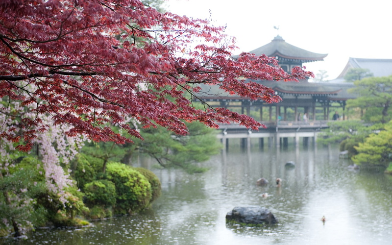 Japan, river, 1080P, cherry blossom, park