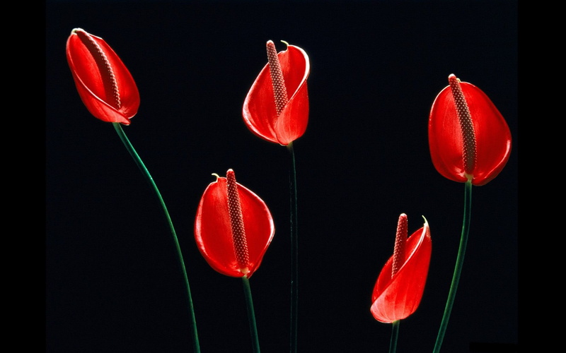 Anthurium, red flowers, 1080P, black background, flower Flamingo