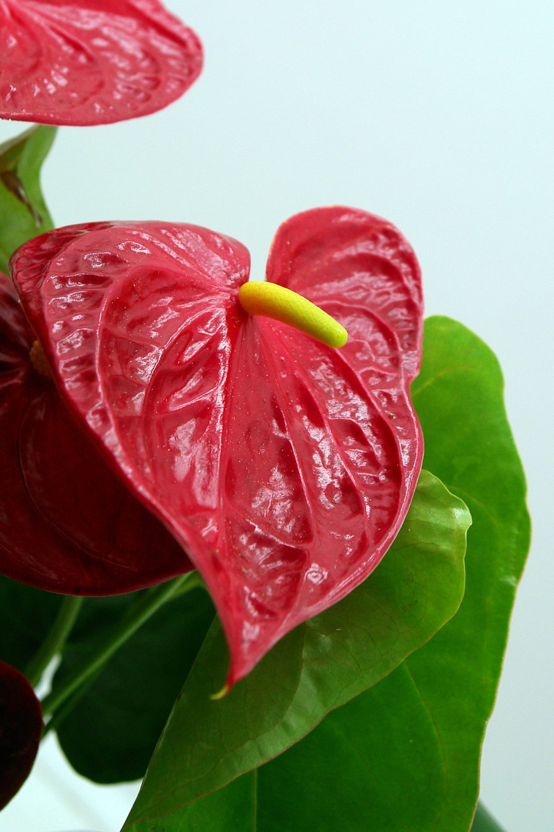 freshness, flower head, flowering plant, 1080P, fragility, indoors, no people, andreaum, studio shot, flower, high angle view, plant part, Flamingo Flower