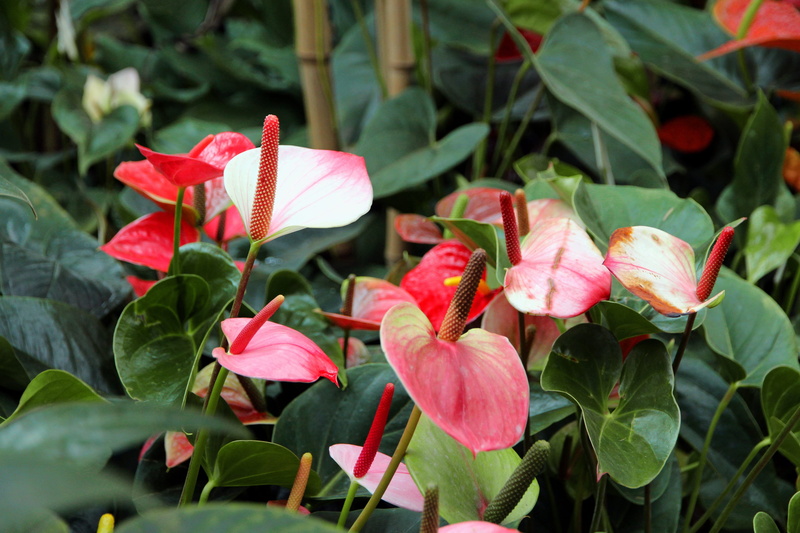 day, pollen, not man, flower room, greens, beauty in nature, growth, fragility, red, indoor plant, flower, pink, red flower, no people, beautiful flower