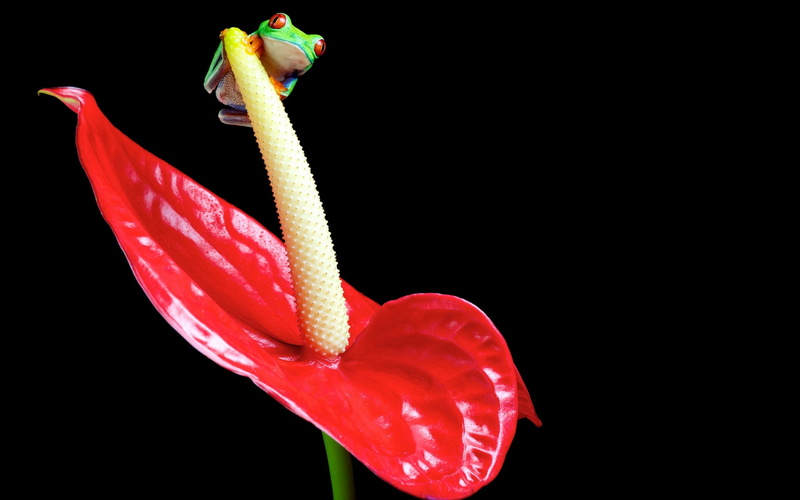 studio Shot, wildlife, freshness, flower head, close-up, anthurium, color, pollen, inflorescence, frog, growth, plant, bright, beauty in nature, isolated