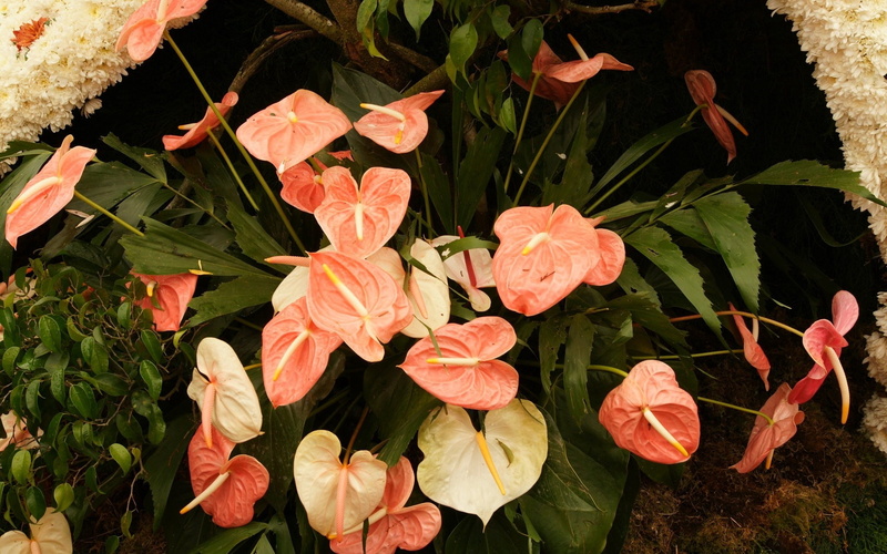 leaves, flower, 1080P, herbs, anthurium