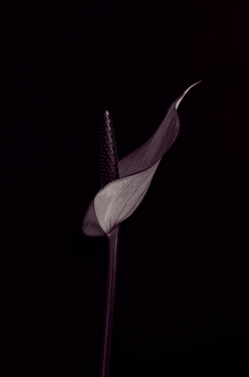 beauty in nature, bloom, indoors, black Color, 4K, close-up, anthurium, flower, no people, blossom, luxury, nature, food, vegetable, wellbeing, purple