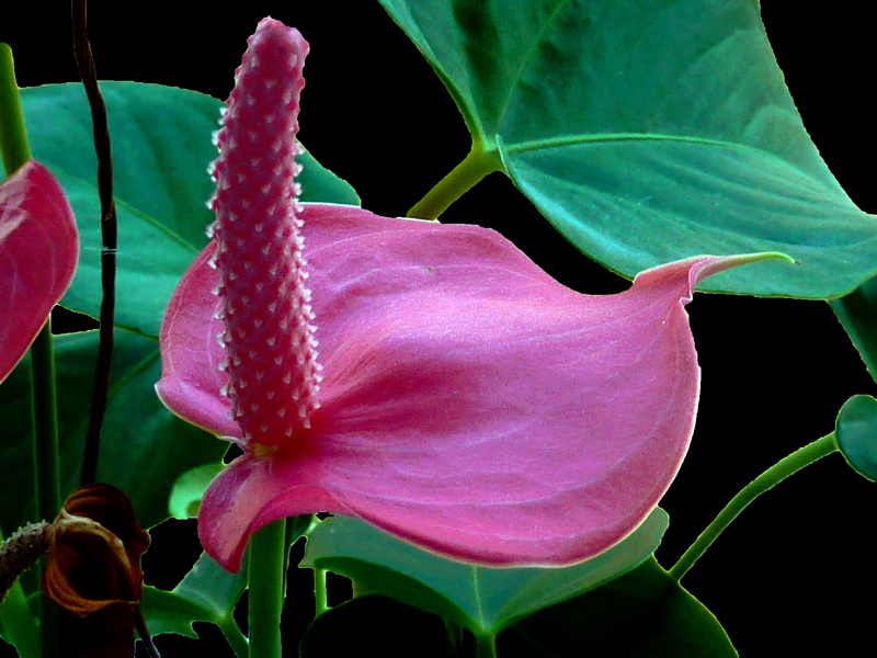 no people, pollen, red, plant part, beauty in nature, outdoors, Flower, flora, flamingo flower, 2K, vulnerability, fragility, freshness, flowering plant