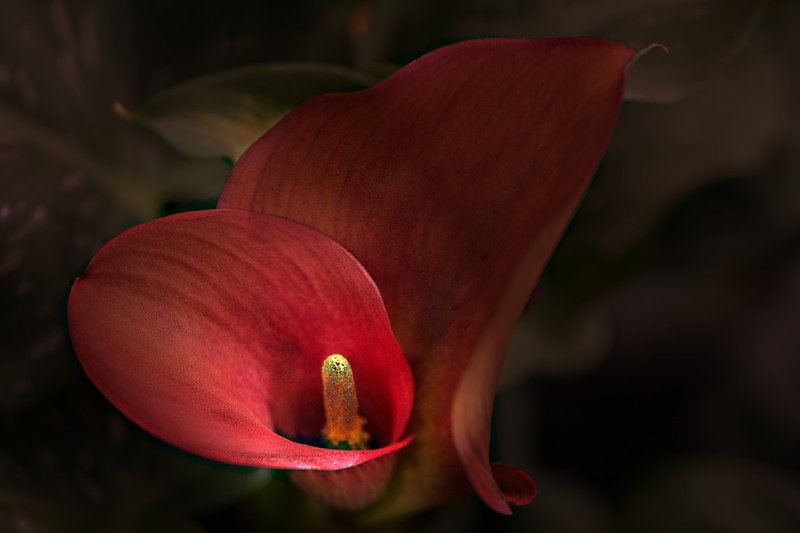 pollen, bloom, flamingo flower, red, macro, exotic flower, close, fragility, petal, flowering plant, anthurium, shiny, inflorescence, freshness, 5K, flower