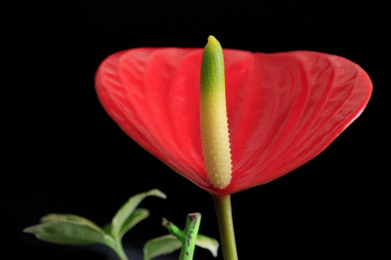 bloom, inflorescence, flower head, growth, beauty in nature, flowering plant, close-up, freshness, nature, petal, pollen, red, 2K, flower, plant stem