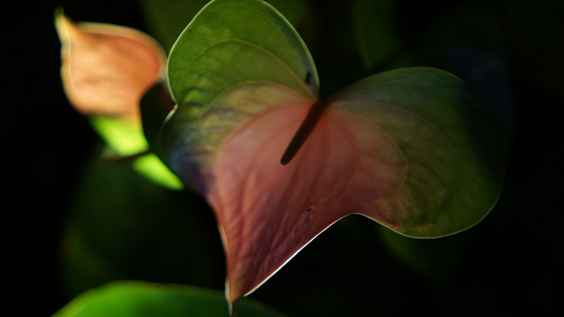vulnerability, plant, flowers, inflorescence, growth, green color, united states, freshness, focus on foreground, o‘ahu, close-up, fragility, beauty in nature