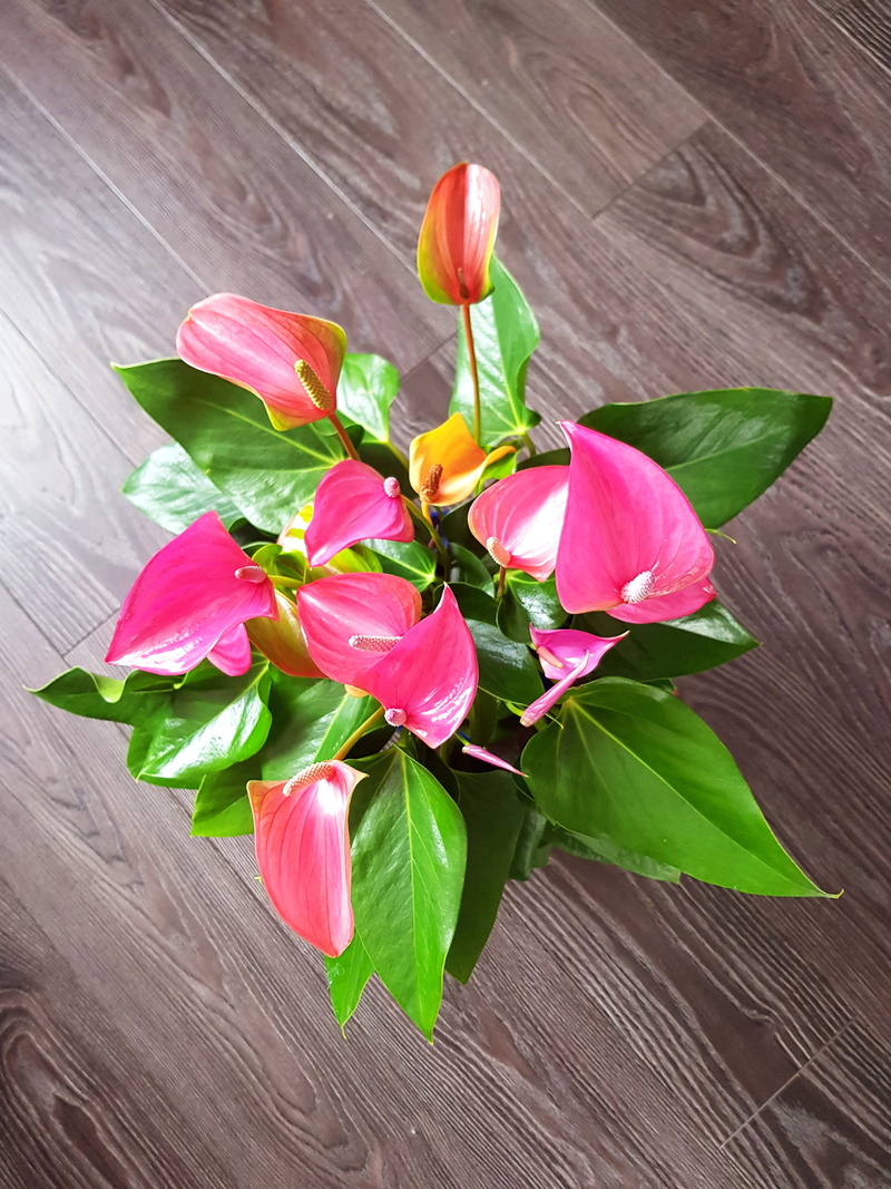 petal, pink flower, beauty, flowering plant, close-up, no people, high angle view, closeup, beautiful flower, indoors, wood - material, pink color, nature