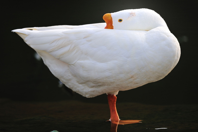 1080P, black background, nature, big, vertebrate, fauna, single top, animals in the wild, feather, white, beak, water, animal body part, white color, close-up