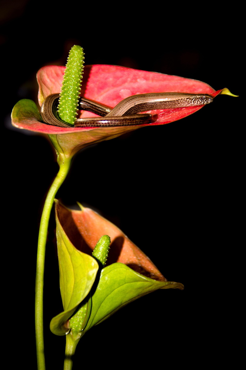 leaves, green color, black background, leaf, close-up, animal, slow worm, freshness, plant part, no people, anthurium, nature, flowering plant, studio shot