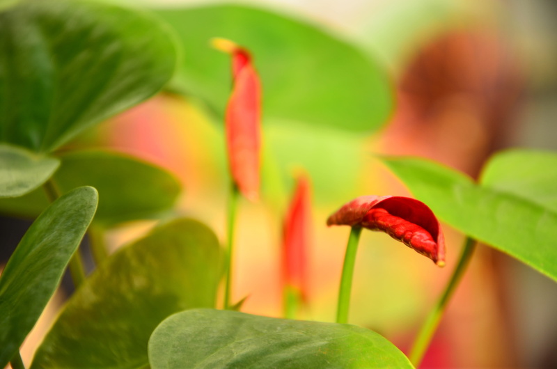 flowering plant, yellow, springtime, flower, petal, green, green color, nature, outdoors, plant part, beginnings, close-up, focus on foreground, plant