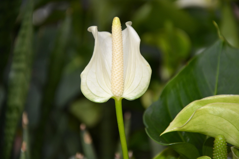 vulnerability, decoration, inflorescence, petal, green leaves, flower, plant, outdoors, gift offer, flowering plant, flower head, flowers white anthurium royal
