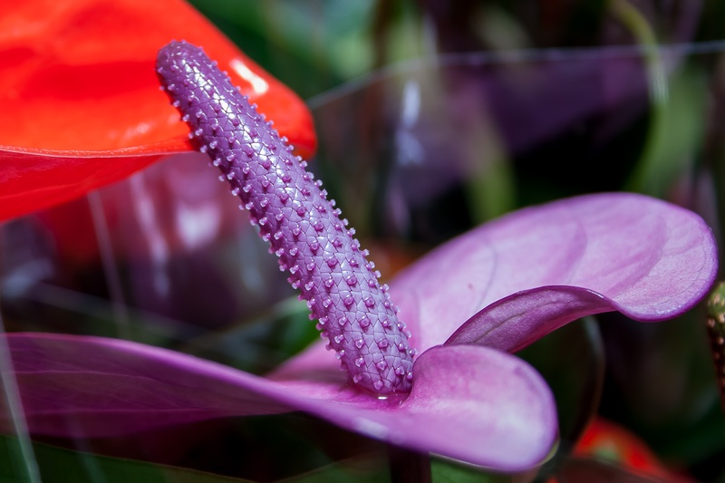 purple flower, selective focus, flowering plant, focus on foreground, anthurium, fragility, flamingo flower, day, petal, close-up, plant, close, freshness