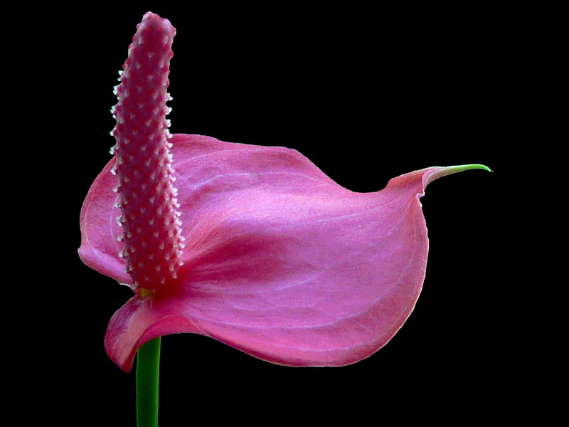 bloom, flowering plant, outdoors, freshness, pink, pollen, anthurium andraeanum, 2K, indoors, flower, cut out, macro, growth, nature, anthurium, close-up