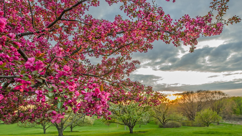 1080P, spring, blossoms, trees, plants, blossom