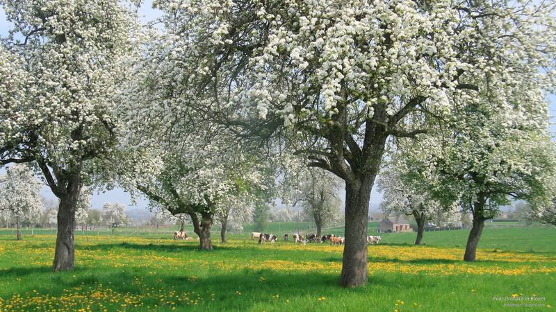 pear, bloom, orchard, 2K, Spring/Summer
