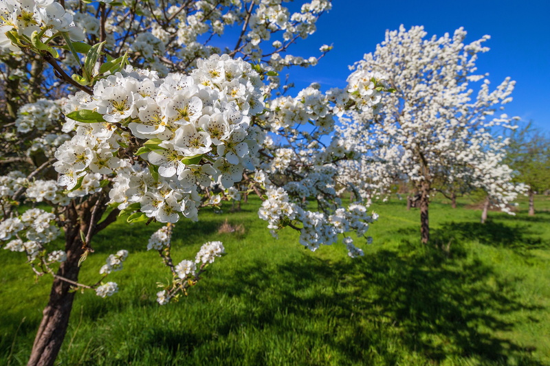 vulnerability, white, fragility, flowers, beauty in nature, freshness, spring, 4K, orchard, day, bloom, growth, no people, plant, cherry tree, white color
