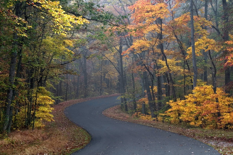 tranquil scene, the way forward, 1080P, tree, land, road, multi Colored, october, leaves, autumn, park - Man Made Space, maple Tree, color Image, leaf