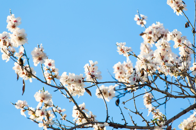 spring, pollen, close-up, blossom, nature, white color, almond tree, outdoors, 5K, springtime, freshness, day, roses, flowering plant, beauty in nature