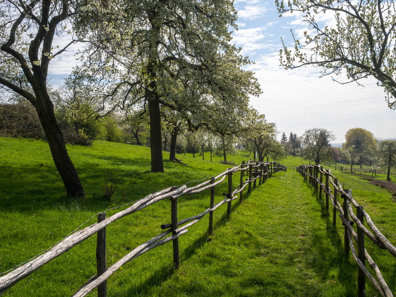 Spring, grass, tree, 4K, meadow, middle, trees, landscape, brown, orchard, rural Scene, daytime, green grass, wooden, outdoors, shadow, light, fence, nature