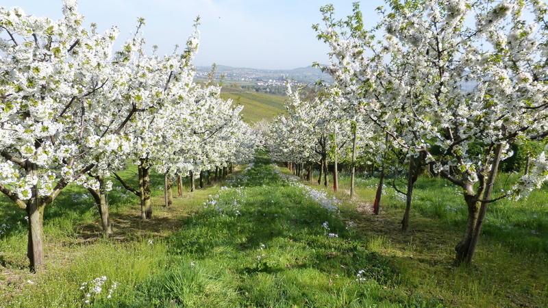 tranquility, 4K, apple tree, flowering plant, orchard, cherry blossom, white, field, landscape, blossom, springtime, tree, nature, fruit trees, freshness