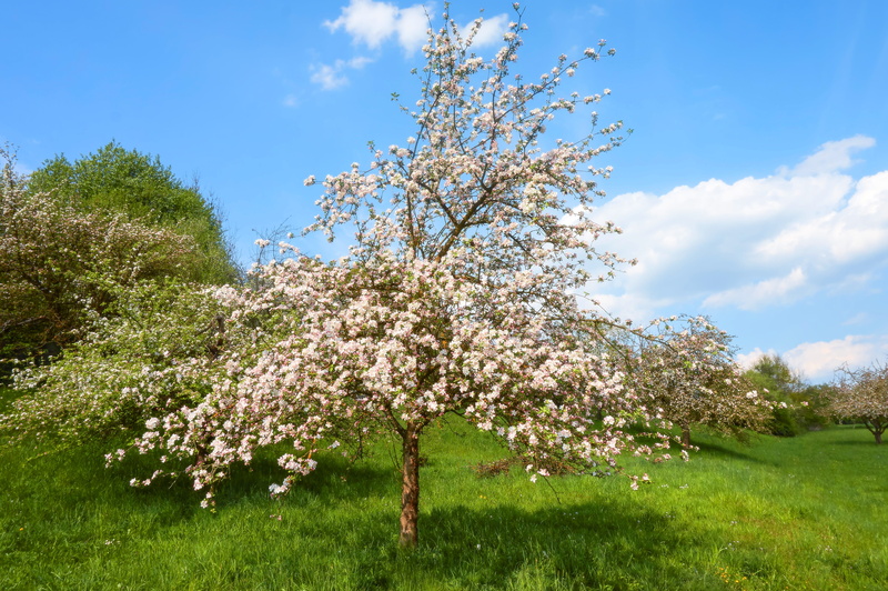 Spring, tree, freshness, 4K, vulnerability, plant, Bloom, springtime, flower, branch, spring, flower Head, field, Sweet, flowering plant, growth, fragility