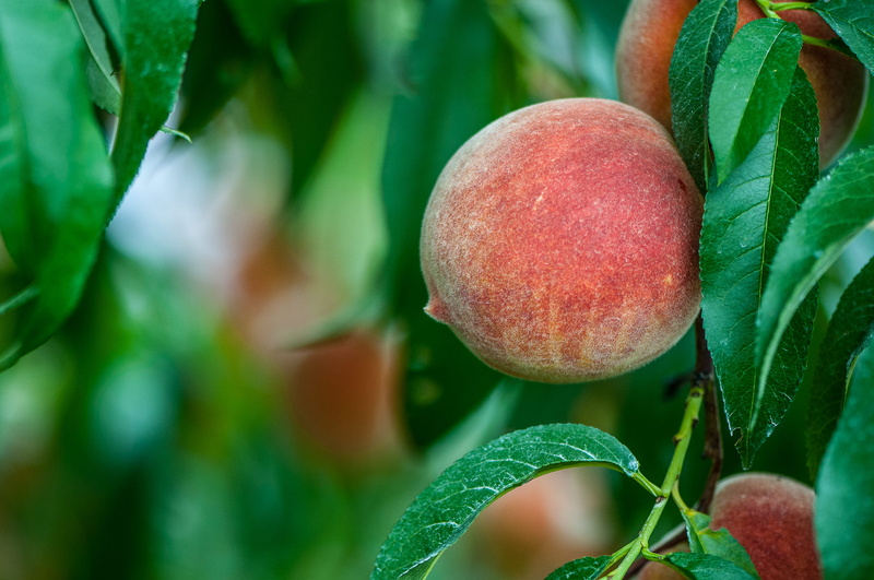 tree, freshness, leaf, red, food, ripe, plant, no people, focus on foreground, green color, fruit tree, close-up, leaves, wellbeing, 1080P, orchard, peach