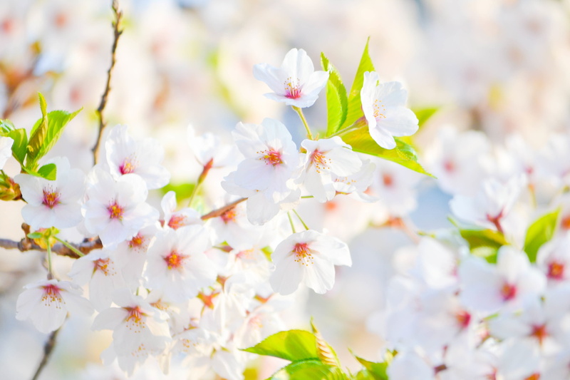 leaf, cherry Tree, orchard, white, flower, spring, close-up, flower Head, blossom, pink Color, softness, flowers, plant, pollen, freshness, growth, blossoming