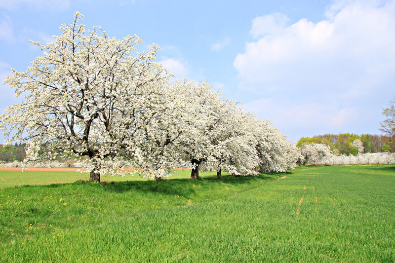 environment, cherry wood, tree, spring, fruit tree, day, tranquil scene, 4K, tranquility, cloud - sky, land, grass, sky, outdoors, blossom, franconian switzerland