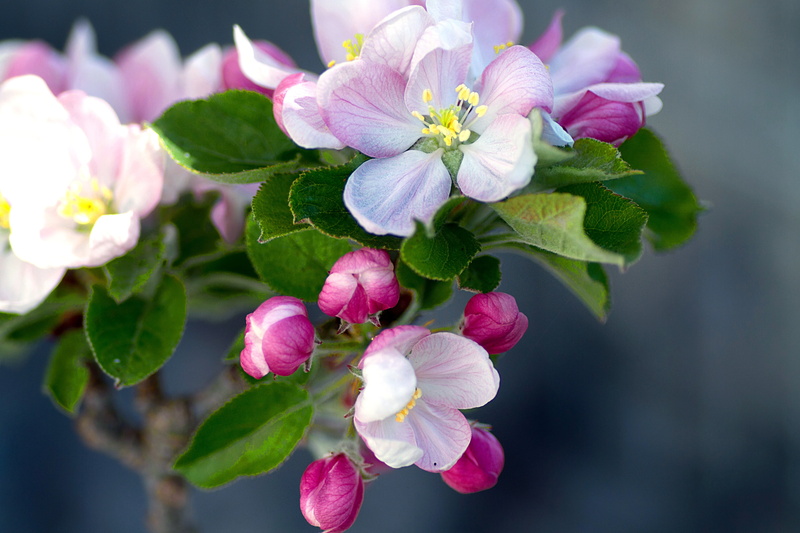 leaf, plant part, no people, nature, fragility, 4K, flower, cherry blossom, flowers, growth, macro, beauty in nature, apple tree flowers, branch, vulnerability