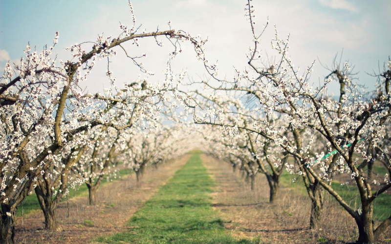 garden, plant, blossom, green Color, apple Tree, scenics - nature, in a row, beauty In Nature, land, no People, cherry, flower, apple - Fruit, trees, blossoming