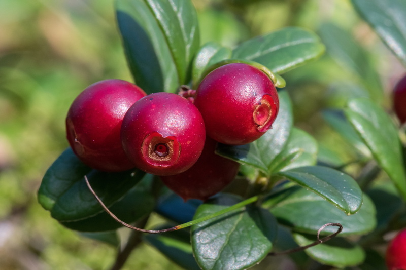 plant part, food, wellbeing, berries, 5K, gourmet, summer, food And Drink, organic, plant, sweet Food, focus on foreground, fruit, branch, green Color