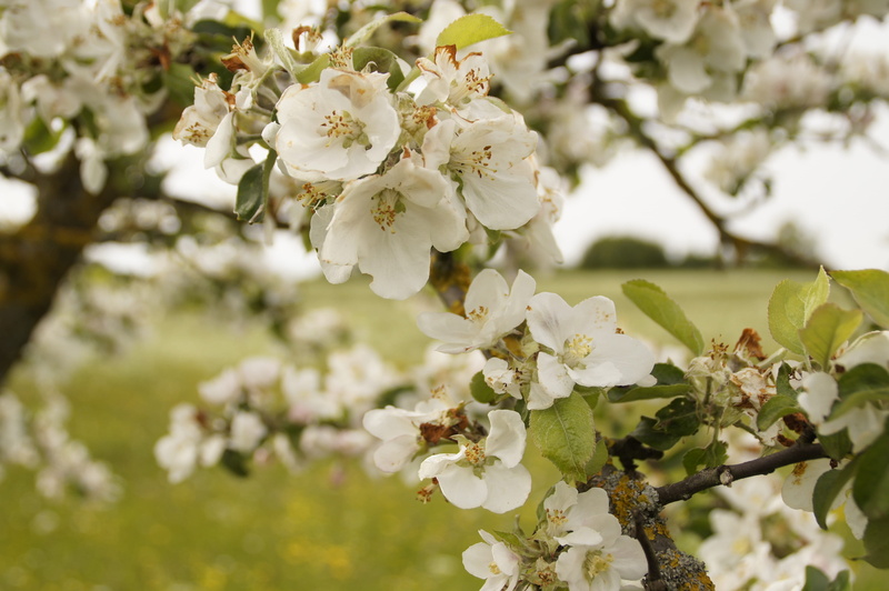 freshness, petal, day, springtime, twig, apple tree blossom, flowering plant, orchard, white color, cherry tree, blossom, spring, growth, branch, tree