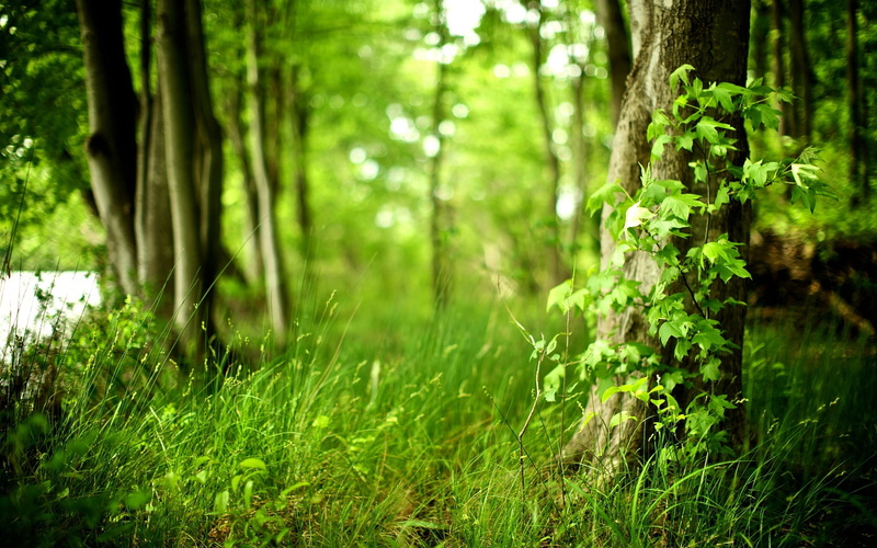 no People, leaf, summer, land, freshness, young, wood, green Color, outdoors, green, color Image, growth, woodland, sunny, plants, wilderness Area, light - Natural Phenomenon