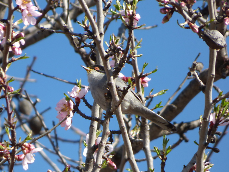 cherry blossom, blossom, almond tree, flowering plant, outdoors, sky, flowering branches, nature, no people, branch, 2K, flower head, spring, fragility