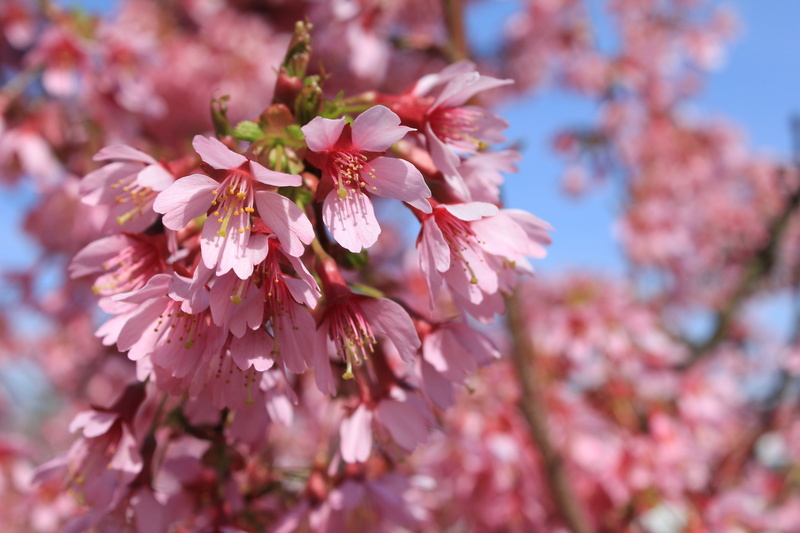 freshness, cherry blossom, flower, vulnerability, flowers, outdoors, almond tree, no people, close-up, flowering plant, petal, inflorescence, springtime
